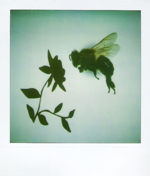 Curso-fotografia-sevilla-polenizar